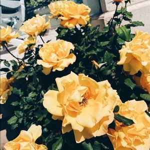 Meet your Posher, Mariam